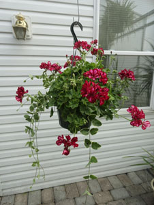 Burgandy Ice Ivy Geranium with accent